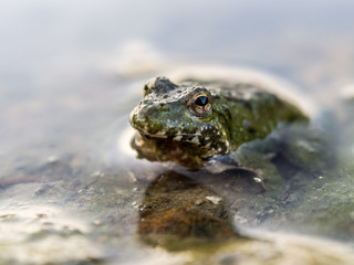 Close up of a frog in the water