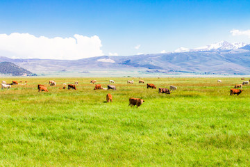 Idyllic summer landscape with cow grazing.