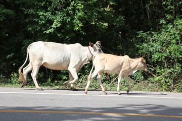 White cows on the road at countryside of Thailand