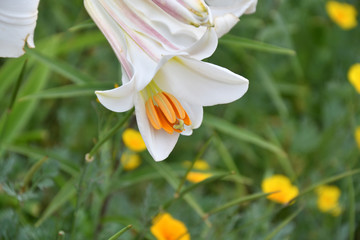White lily flower (LAT. Lílium candídum)