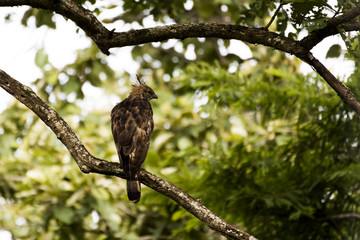 Crested Serpent Eagle in Nagarhole National park, Kabini, Karnatak, India