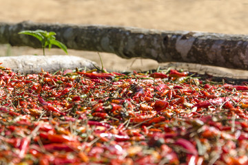 MYANMAR - 5 janvier 2015: Une récolte de piments rouges en Birmanie. 