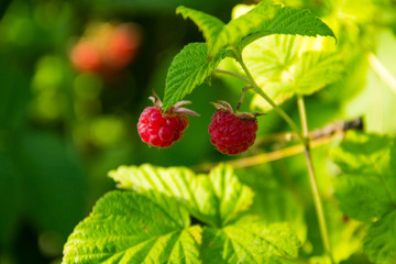 Ripe raspberries on a bush in garden