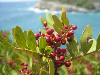Flora at Cala Romantica 