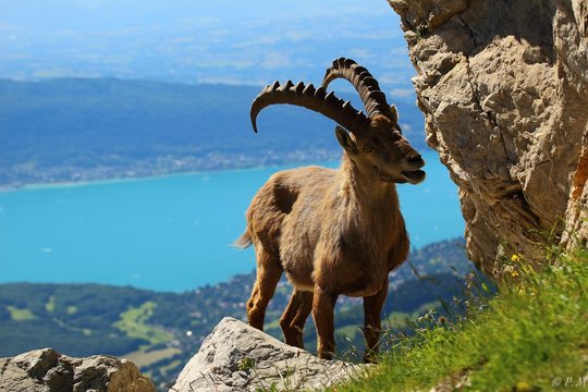bouquetin