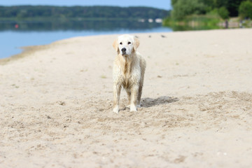 Golden Retriever dog on riverbank