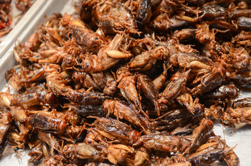 Fried Insect street food of Thailand