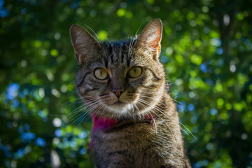 a tiger cat on the roof, face in focus