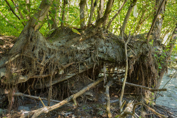 roots of trees on a flood plain
