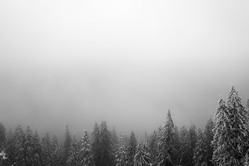 Pine trees covered in snow in a white out blizzard