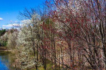 Spring in Centreville Virginia