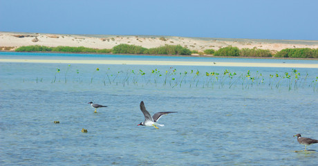 Seagulls flying and Fishing by the sea side with the background of the ocean and the blue sky