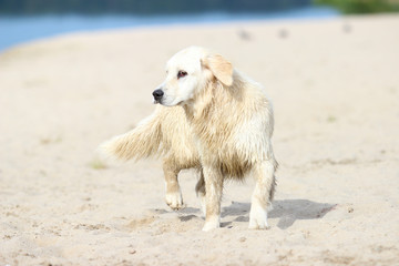 Golden Retriever dog