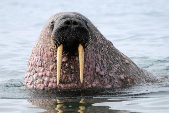 Walross in der Arktis