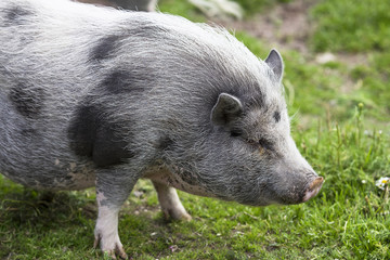 Small cute gray pig in the zoo