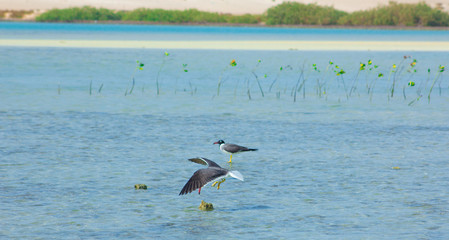 Seagulls flying and Fishing by the sea side with the background of the ocean and the blue sky