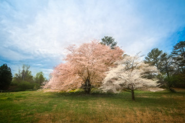 Fototapeta na wymiar Springtime blossoms 