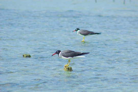 Seagulls flying and Fishing by the sea side with the background of the ocean and the blue sky