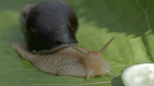 The snail of ahaatin eats with pleasure the green leaf on which it sits.