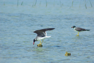 Seagulls flying and Fishing by the sea side with the background of the ocean and the blue sky