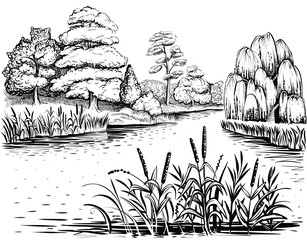 Obraz premium River vector landscape with trees and water plants, hand drawn illustration.