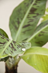 Obraz premium Banana plant leaves with drop of water