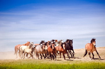 A herd of young horses running very quickly