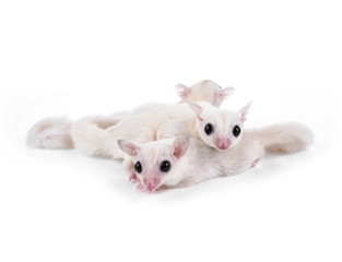 Australia sugar glider on white background