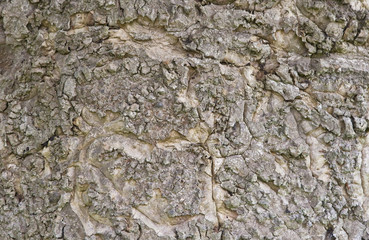 Bark Texture