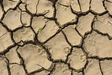 Cracked drought muddy soil. Concept of ecological catastrophe and global warming