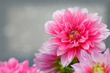 Obraz premium Macro shot of a pink dahlia isolated on gray.