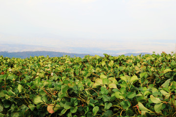 Fototapeta na wymiar Travel to Doi Mon Cham. The view on the strawberry fields in the mountains closeup.
