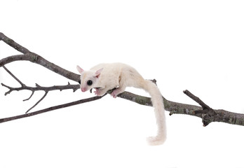 Australia sugar glider on white background