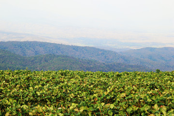 Fototapeta na wymiar Travel to Doi Mon Cham. The landscape with strawberry fields in the mountains.
