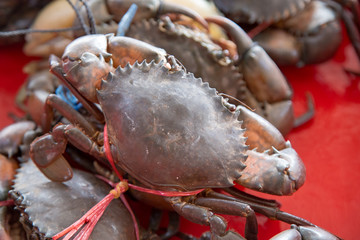 Crabs for sale on the market.