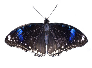 Beautiful colorful butterfly isolated on white background.