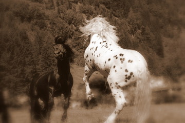 I´am the greatest, spotted horse fighting with a black stallion for the leadership