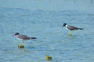 Seagulls flying and Fishing by the sea side with the background of the ocean and the blue sky