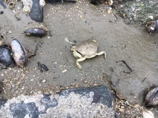 Krabbe zwischen Muscheln