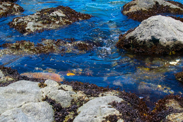 Rocky Shore