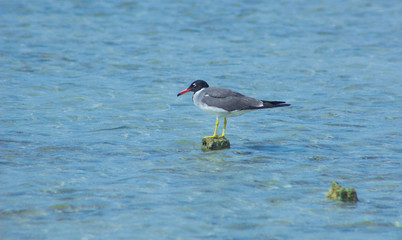 Seagulls flying and Fishing by the sea side with the background of the ocean and the blue sky