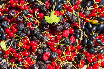 Fresh berries of blackberries, raspberries, red currant and blackcurrant for background