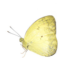 Yellow butterfly isolated on white background