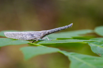 Fototapeta premium Image of lantern bug or zanna sp on green leaves. Insect Animal