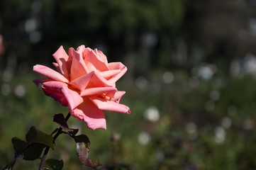 Flower with blurry background in a park in buenos aires