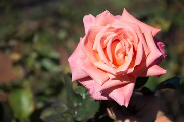 Flower with blurry background in a park in buenos aires
