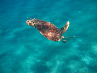 Obraz premium tortue marine sea turtle marsa alam