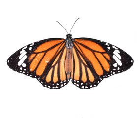 Fototapeta na wymiar Butterflies isolated on white background