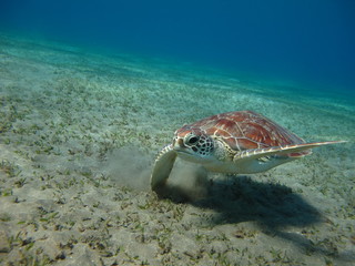 Obraz na płótnie Canvas tortue marine sea turtle marsa alam