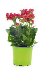 Red kalanchoe flower isolated on white background.